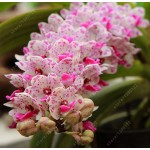 100pcs Cymbidium orchid,Cymbidium seeds,bonsai flower seeds,22 colours to choose,plant for home garden