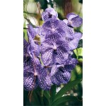 100pcs Cymbidium orchid,Cymbidium seeds,bonsai flower seeds,22 colours to choose,plant for home garden