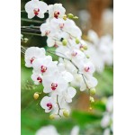 100pcs Cymbidium orchid,Cymbidium seeds,bonsai flower seeds,22 colours to choose,plant for home garden