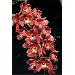 100pcs Cymbidium orchid,Cymbidium seeds,bonsai flower seeds,22 colours to choose,plant for home garden