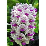 100pcs Cymbidium orchid,Cymbidium seeds,bonsai flower seeds,22 colours to choose,plant for home garden