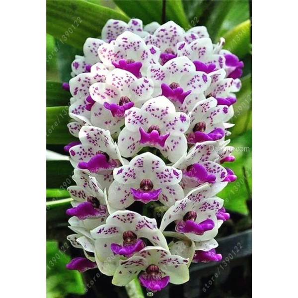 100pcs Cymbidium orchid,Cymbidium seeds,bonsai flower seeds,22 colours to choose,plant for home garden