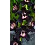 100pcs Cymbidium orchid,Cymbidium seeds,bonsai flower seeds,22 colours to choose,plant for home garden