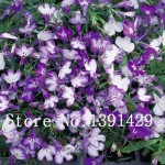 100pcs lobelia seeds, Garden indoor bonsai flower plant, (blue, purple. White. Pink) Diaopen flower garden decoration