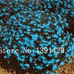 100pcs lobelia seeds, Garden indoor bonsai flower plant, (blue, purple. White. Pink) Diaopen flower garden decoration