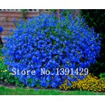 100pcs lobelia seeds, Garden indoor bonsai flower plant, (blue, purple. White. Pink) Diaopen flower garden decoration