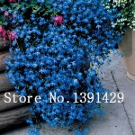 100pcs lobelia seeds, Garden indoor bonsai flower plant, (blue, purple. White. Pink) Diaopen flower garden decoration