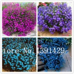 100pcs lobelia seeds, Garden indoor bonsai flower plant, (blue, purple. White. Pink) Diaopen flower garden decoration