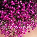 100pcs lobelia seeds, Garden indoor bonsai flower plant, (blue, purple. White. Pink) Diaopen flower garden decoration