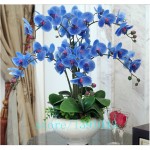 100pcs orchid,orchid seeds,phalaenopsis orchid,bonsai hydroponic flower seeds for four seasons,potted plants for home garden