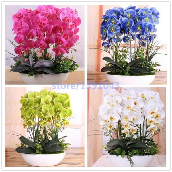 100pcs orchid,orchid seeds,phalaenopsis orchid,bonsai hydroponic flower seeds for four seasons,potted plants for home garden
