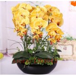 100pcs orchid,orchid seeds,phalaenopsis orchid,bonsai hydroponic flower seeds for four seasons,potted plants for home garden