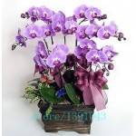 100pcs orchid,orchid seeds,phalaenopsis orchid,bonsai hydroponic flower seeds for four seasons,potted plants for home garden