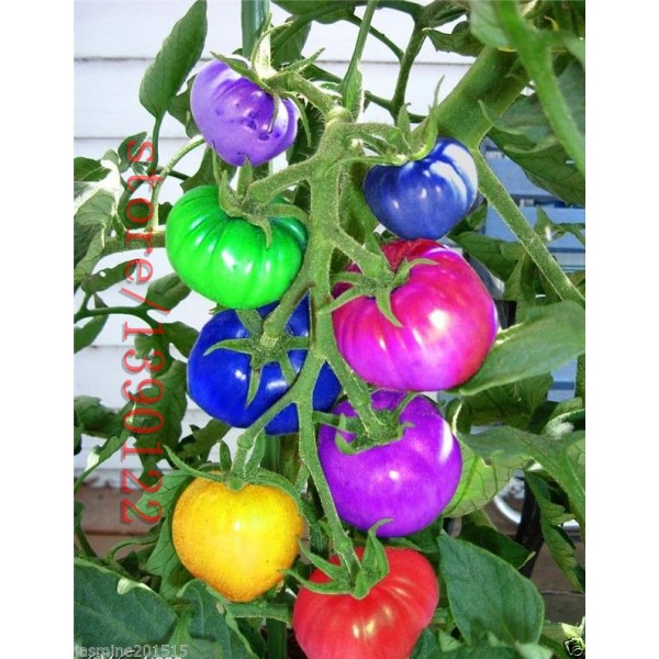 100pcs/bag  rainbow tomato seeds, rare tomato seeds, bonsai organic vegetable & fruit seeds,potted plant for home &garden