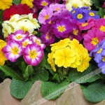 100pcs/bag100%True Europe Primula acaulis seeds,Primrose Rare bonsai flower seeds for home garden Indoor bonsai plants