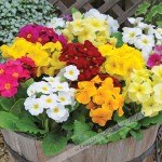 100pcs/bag100%True Europe Primula acaulis seeds,Primrose Rare bonsai flower seeds for home garden Indoor bonsai plants