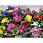 100pcs/bag100%True Europe Primula acaulis seeds,Primrose Rare bonsai flower seeds for home garden Indoor bonsai plants