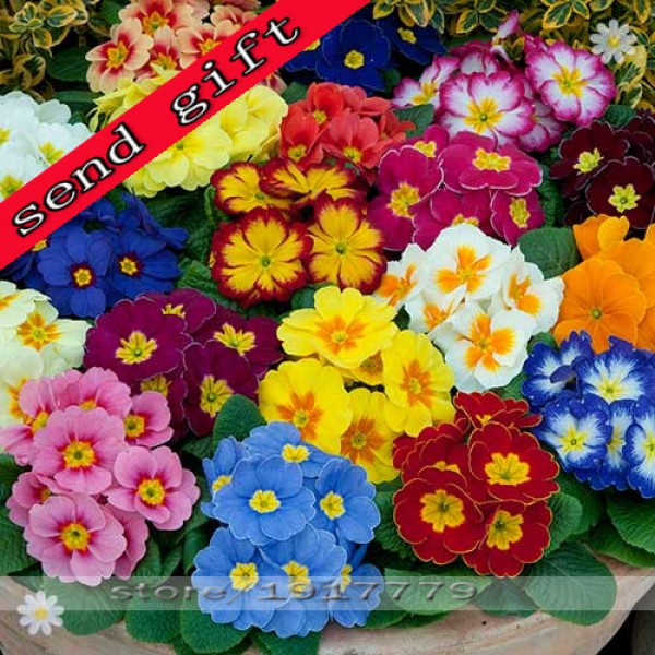 100pcs/bag100%True Europe Primula acaulis seeds,Primrose Rare bonsai flower seeds for home garden Indoor bonsai plants