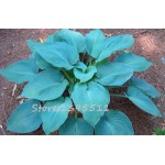 1bag=100pcs Hosta Seeds Perennials Plantain Lily Flower White Lace Home Garden Ground Cover Plant free shipping