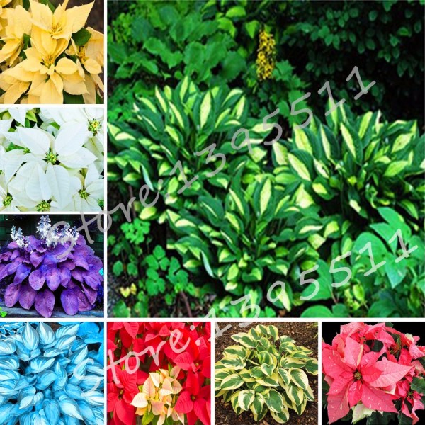 1bag=100pcs Hosta Seeds Perennials Plantain Lily Flower White Lace Home Garden Ground Cover Plant free shipping