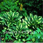 1bag=100pcs Hosta Seeds Perennials Plantain Lily Flower White Lace Home Garden Ground Cover Plant free shipping