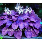 1bag=100pcs Hosta Seeds Perennials Plantain Lily Flower White Lace Home Garden Ground Cover Plant free shipping