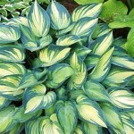 1bag=100pcs Hosta Seeds Perennials Plantain Lily Flower White Lace Home Garden Ground Cover Plant free shipping