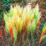 200 Pcs Pampas Grass Seeds Patio And Garden Potted Ornamental Plants New Flowers (pink Yellow White Purple) Cortaderia Grasses *