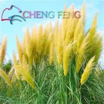 200 Pcs Pampas Grass Seeds Patio And Garden Potted Ornamental Plants New Flowers (pink Yellow White Purple) Cortaderia Grasses *