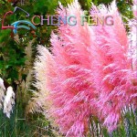 200 Pcs Pampas Grass Seeds Patio And Garden Potted Ornamental Plants New Flowers (pink Yellow White Purple) Cortaderia Grasses *
