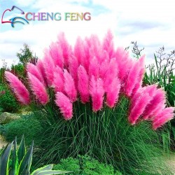 200 Pcs Pampas Grass Seeds Patio And Garden Potted Ornamental Plants New Flowers (pink Yellow White Purple) Cortaderia Grasses *