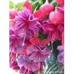 200pcs/bag Fuchsia seeds,Fuchsia Flowers ,Lantern flower,begonia flower seeds,bonsai flower seeds,plant for home garden