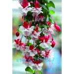 200pcs/bag Fuchsia seeds,Fuchsia Flowers ,Lantern flower,begonia flower seeds,bonsai flower seeds,plant for home garden