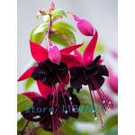 200pcs/bag Fuchsia seeds,Fuchsia Flowers ,Lantern flower,begonia flower seeds,bonsai flower seeds,plant for home garden