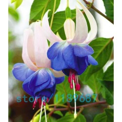 200pcs/bag Fuchsia seeds,Fuchsia Flowers ,Lantern flower,begonia flower seeds,bonsai flower seeds,plant for home garden
