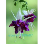 200pcs/bag Fuchsia seeds,Fuchsia Flowers ,Lantern flower,begonia flower seeds,bonsai flower seeds,plant for home garden