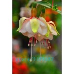 200pcs/bag Fuchsia seeds,Fuchsia Flowers ,Lantern flower,begonia flower seeds,bonsai flower seeds,plant for home garden