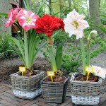 2016 Hippeastrum bulbs bonsai amaryllis seeds barbados lily DIY home garden lily potted seed bonsai balcony flower 100 pcs/bag