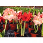 2016 Hippeastrum bulbs bonsai amaryllis seeds barbados lily DIY home garden lily potted seed bonsai balcony flower 100 pcs/bag