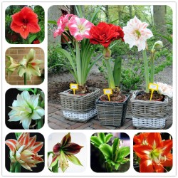 2016 Hippeastrum bulbs bonsai amaryllis seeds barbados lily DIY home garden lily potted seed bonsai balcony flower 100 pcs/bag