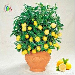 20pcs Lemon Tree seeds fruit seeds bonsai plant DIY home garden  BONSAI seeds Edible Green Lemon seeds