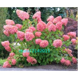 20pcs/bag Hydrangea seed,Hydrangea paniculata 'Vanilla Fraise', rare bonsai hydrangea flower seeds,potted plant for home garden