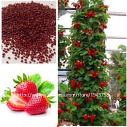 300Pcs Giant Red Climbing Strawberry Seeds, Garden Fruit Plant, Sweet And Delicious
