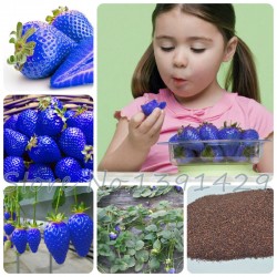 300Pcs Sweet Blue Strawberry Seeds fruit vegetable seeds edible Nutritious Plant Seeds sweet & juicy indoor balcony plante