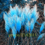400pcs/bag pampas garss,pampas seeds,pampas grass plant,Ornamental Plant Flowers Cortaderia Selloana Grass Seeds for home garden