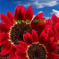 50 pcs Helianthus Red Sunflower Seeds Red Sun Fortune Bloom Garden Heirloom Seeds Bonsai Plants Seeds OM