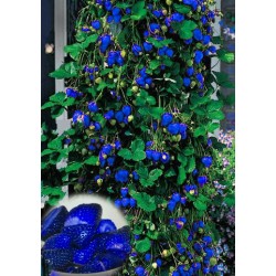 500pcs Blue Climbing Strawberry seeds tree Seed,very delicious Fruit Seeds For Home & Garden bonsai seeds,sent gift as10 kiwi