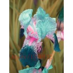 50pcs rare iris ,iris seeds,bonsai flower seeds,24 colours, Heirloom Iris Tectorum Perennial Flower Seeds, plant for home garden