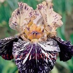 50pcs rare iris ,iris seeds,bonsai flower seeds,24 colours, Heirloom Iris Tectorum Perennial Flower Seeds, plant for home garden