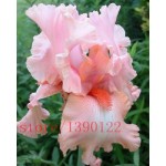 50pcs rare iris ,iris seeds,bonsai flower seeds,24 colours, Heirloom Iris Tectorum Perennial Flower Seeds, plant for home garden